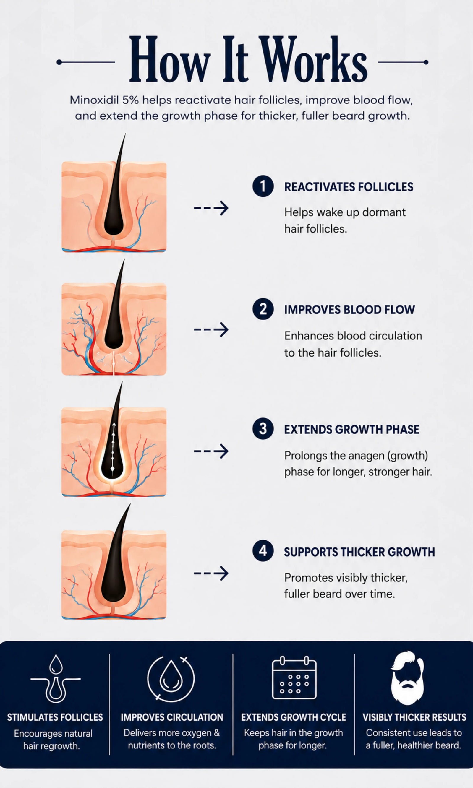 How minoxidil 5% works for beard growth by supporting hair follicles, blood circulation, growth phase, facial hair regrowth, and thicker beard results.